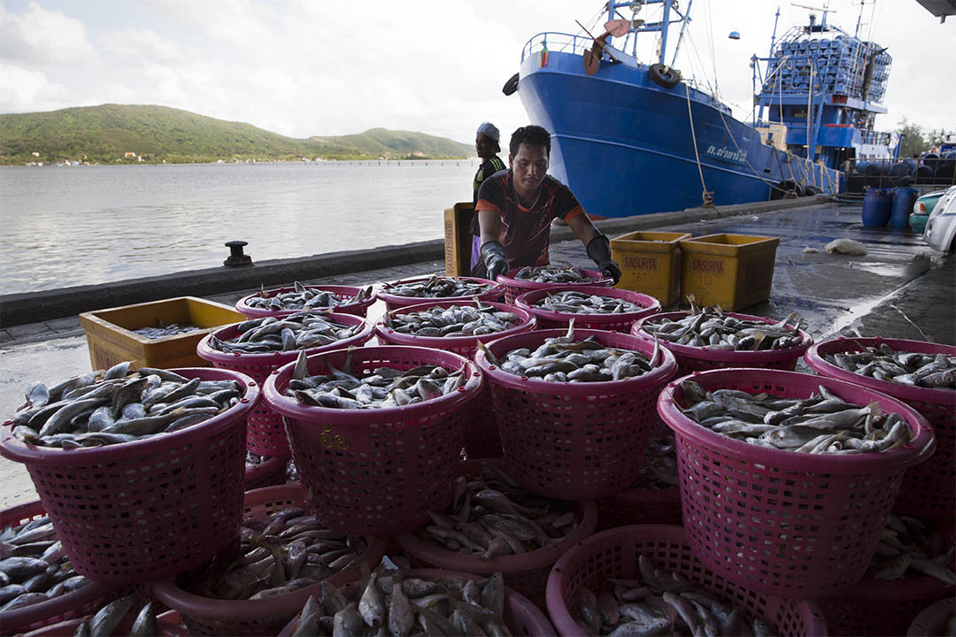 圖為泰國一艘漁船在碼頭卸下漁獲。攝:Paula Bronstein/GETTY
