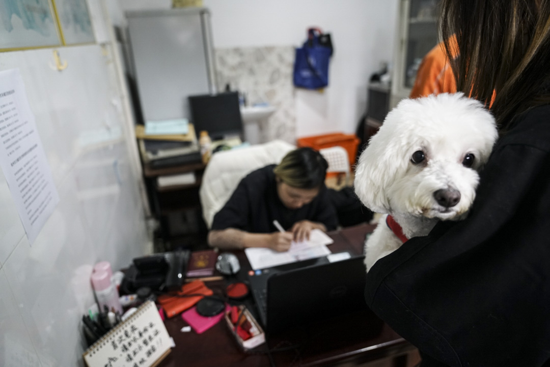 2018年11月18日,在杭州市下城區犬類免疫點,不少家長帶著自家狗狗來辦理「狗證」和接種犬用疫苗。