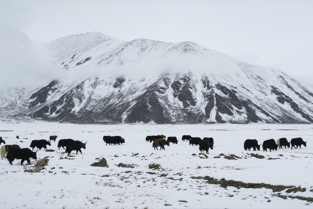 沿著中印邊境道路一路顛簸,在大雪中前行,進入荒涼無人的軍事管制區,汽油耗盡的車子只能靠遊牧邊界的藏民們進行補給。