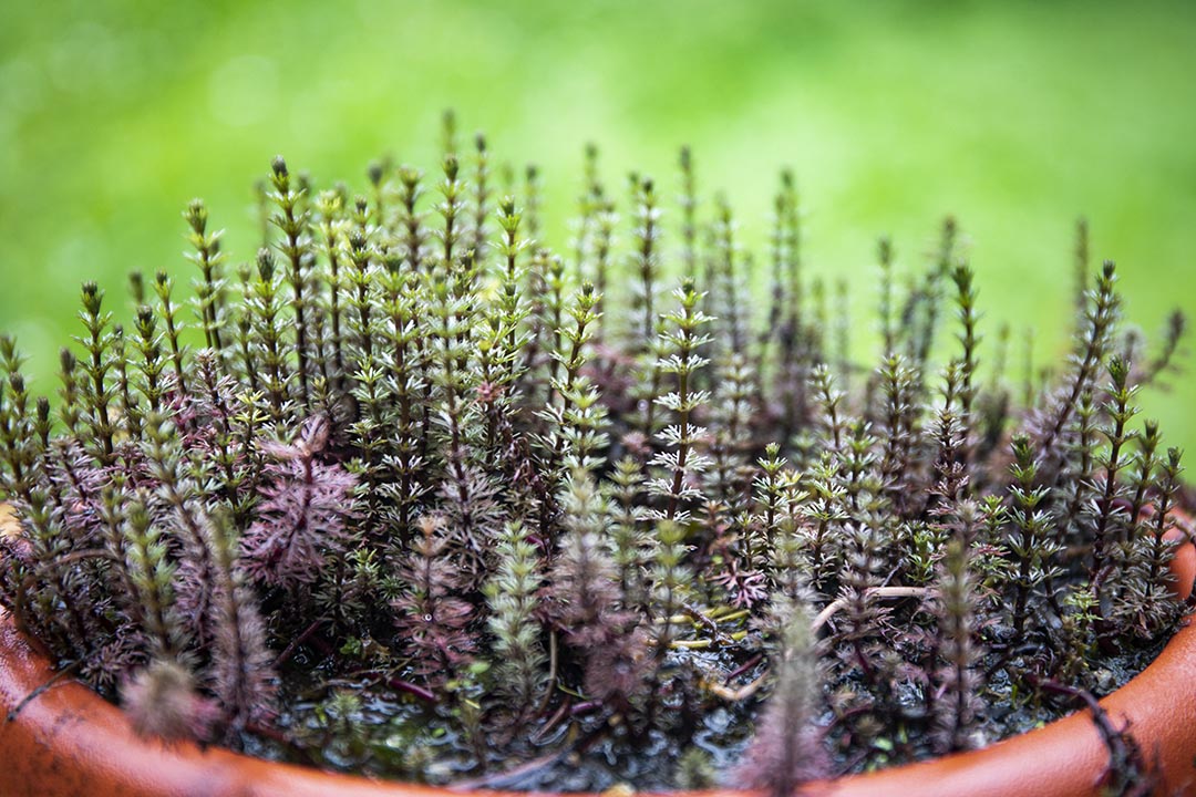 台北植物園溫室內的植物。