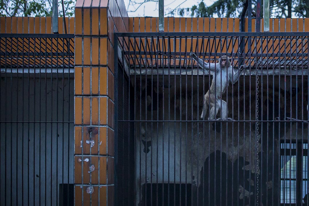 武漢動物園,疫情期間暫停開放,猴子在玩耍。