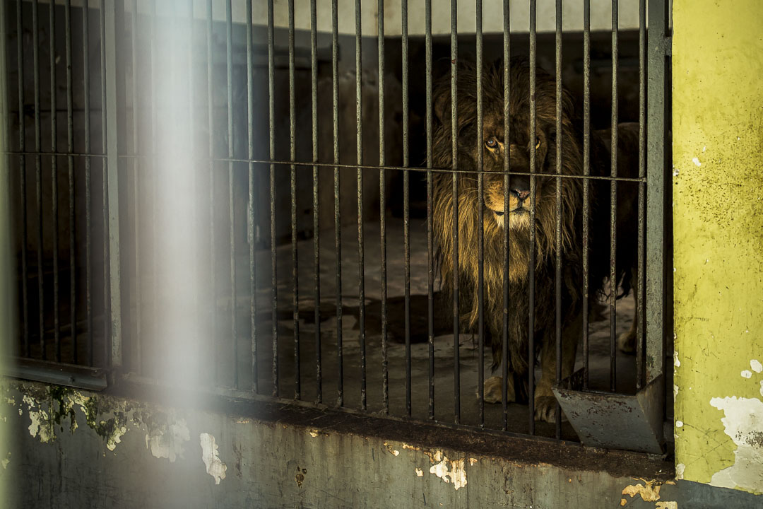 武漢動物園,疫情期間暫停開放,獅子望向籠外。