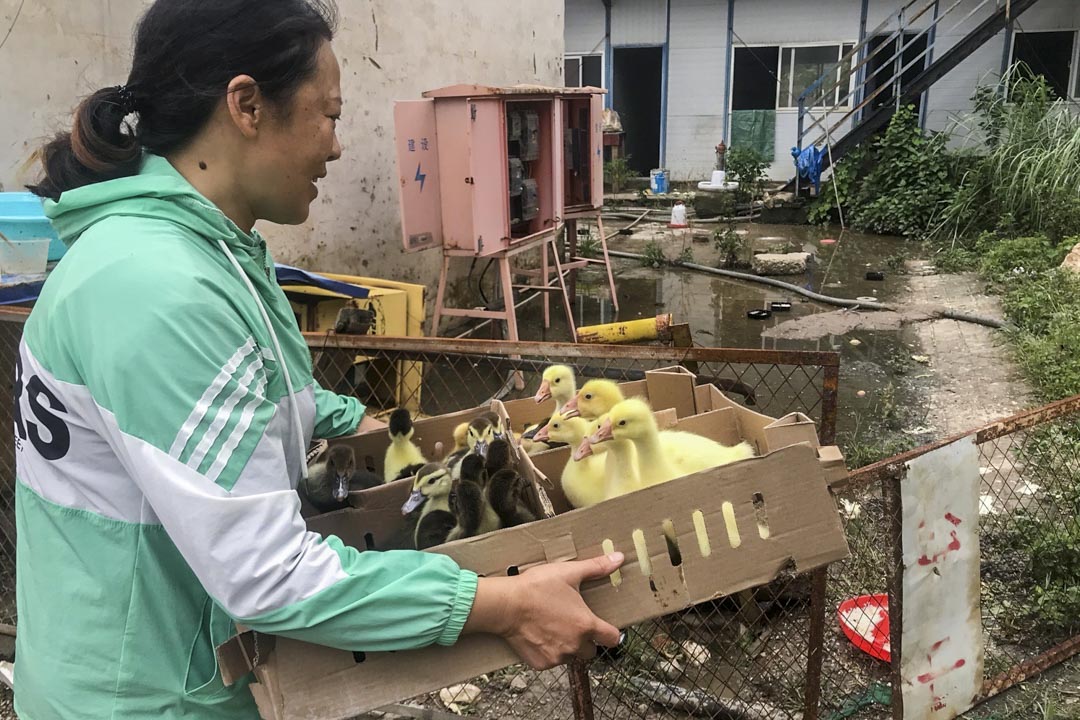 8月20日,陳豔春去市場上買了一群小鴨子和鵝回來,準備把它們養大吃肉。那時她做好了在爛尾樓里長期生活的打算。