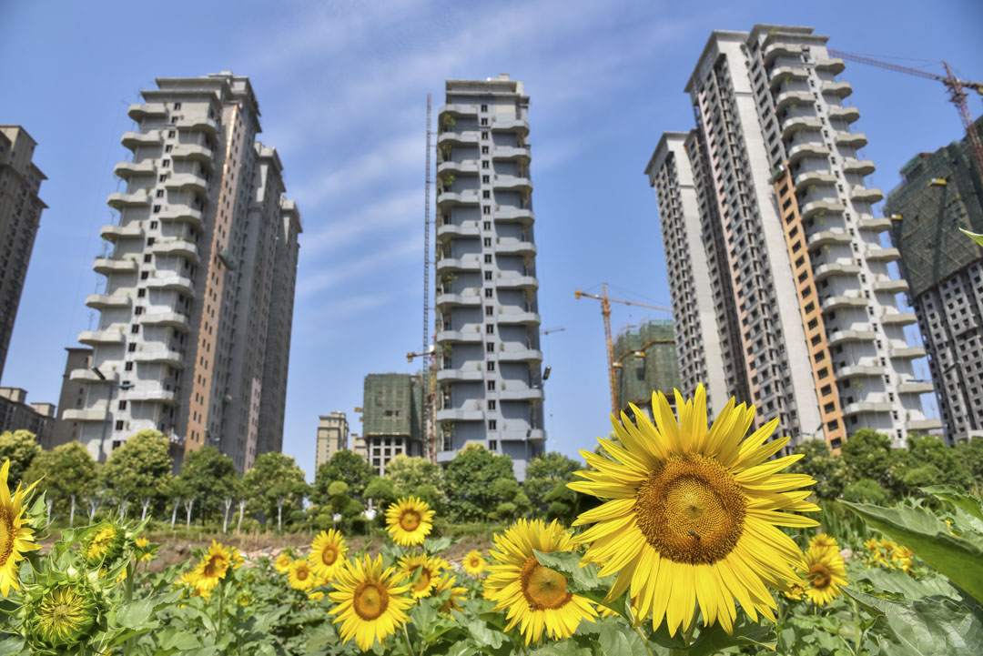 2020年6月14日，河南省洛陽市一個建築工地在向日葵後面施工中。