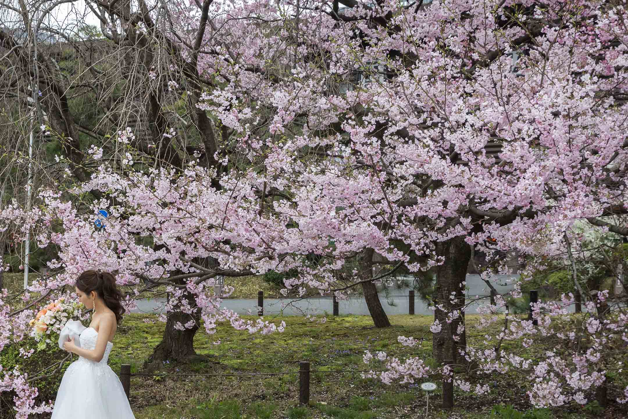 2021年3月22日日本東京,櫻花盛開期間,一名身穿婚紗的女子與櫻花樹合影留念。
