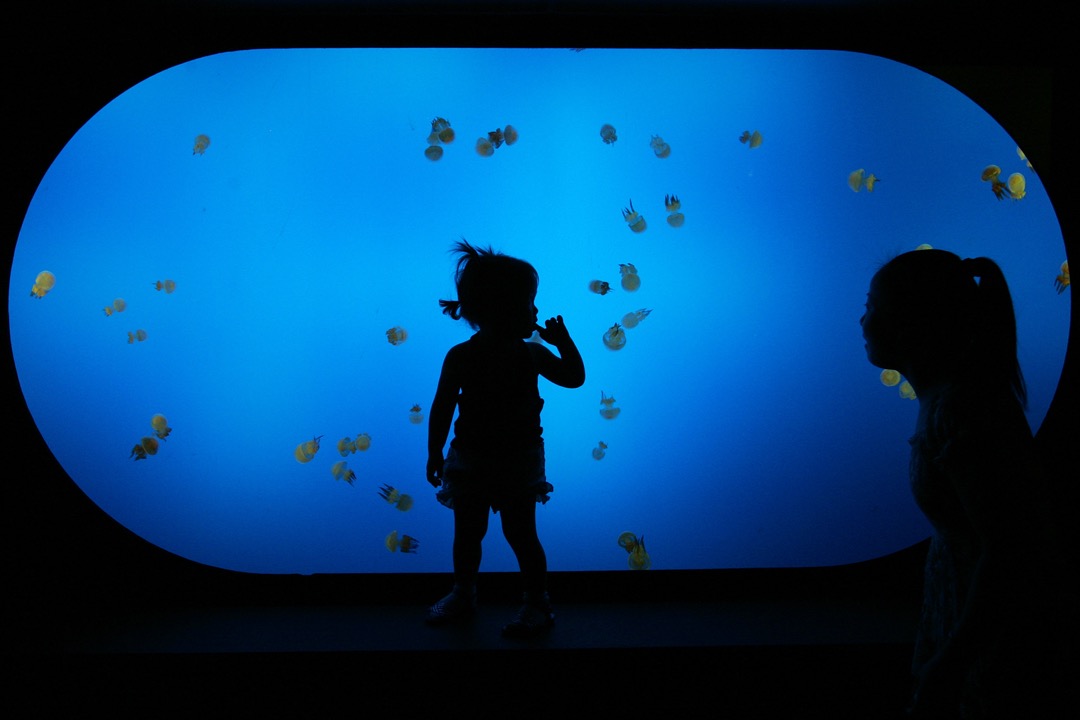 中国上海一个水族馆,一名女孩与母亲站在鱼缸的玻璃前。