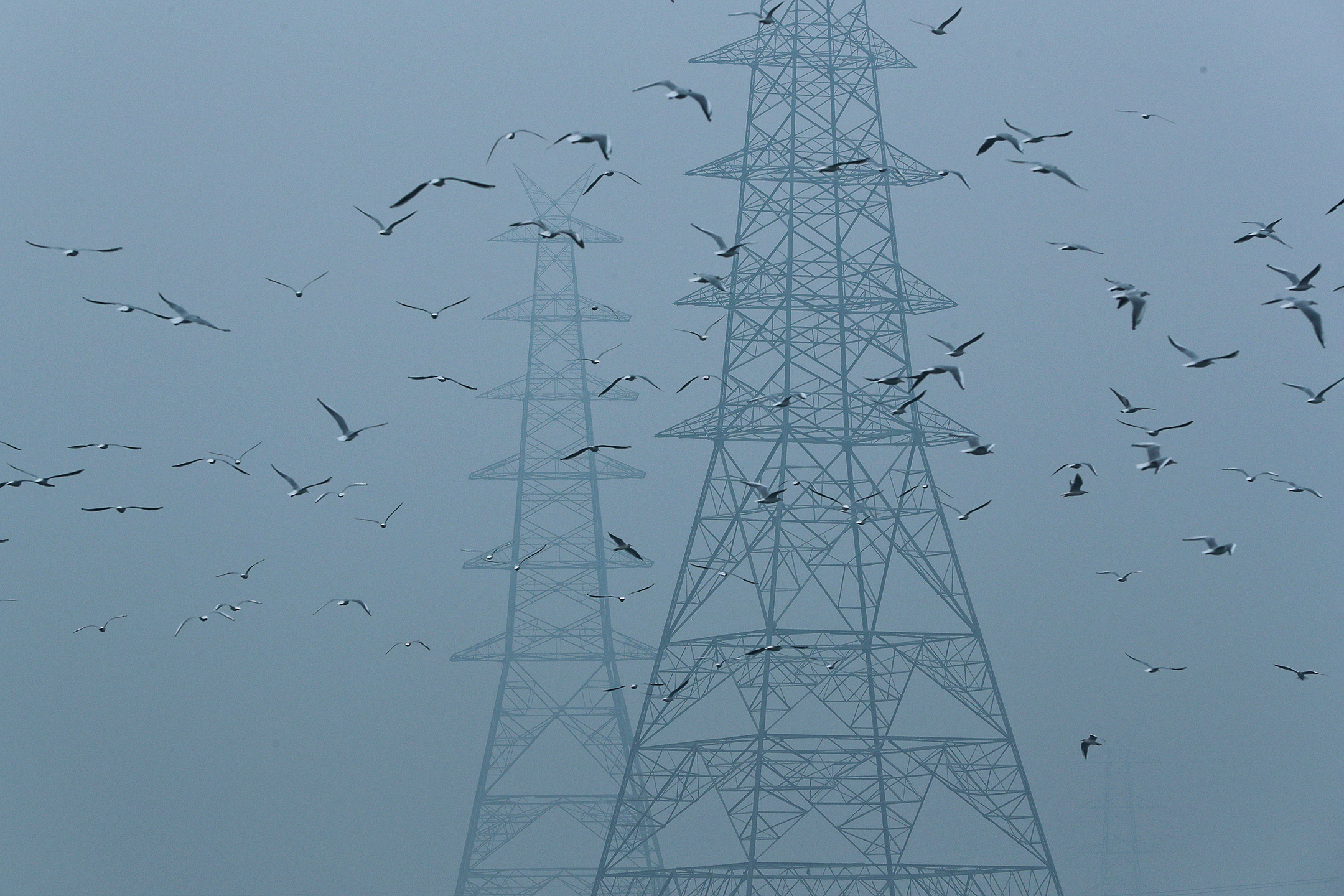 2019年10月30日,印度德里煙霧瀰漫的下午,鳥兒在電塔旁飛翔。