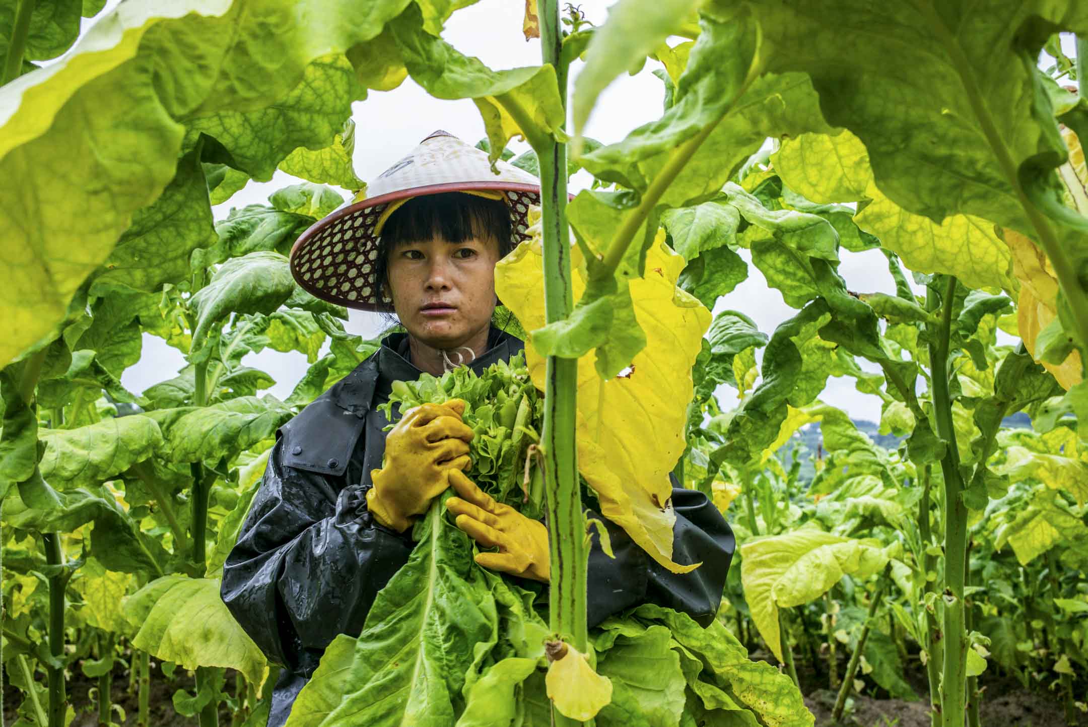 2023年8月11日﹐中国云南山区中一个烟草种植区,一位年轻的女工人正在采收烟叶。摄:林振东/端传媒