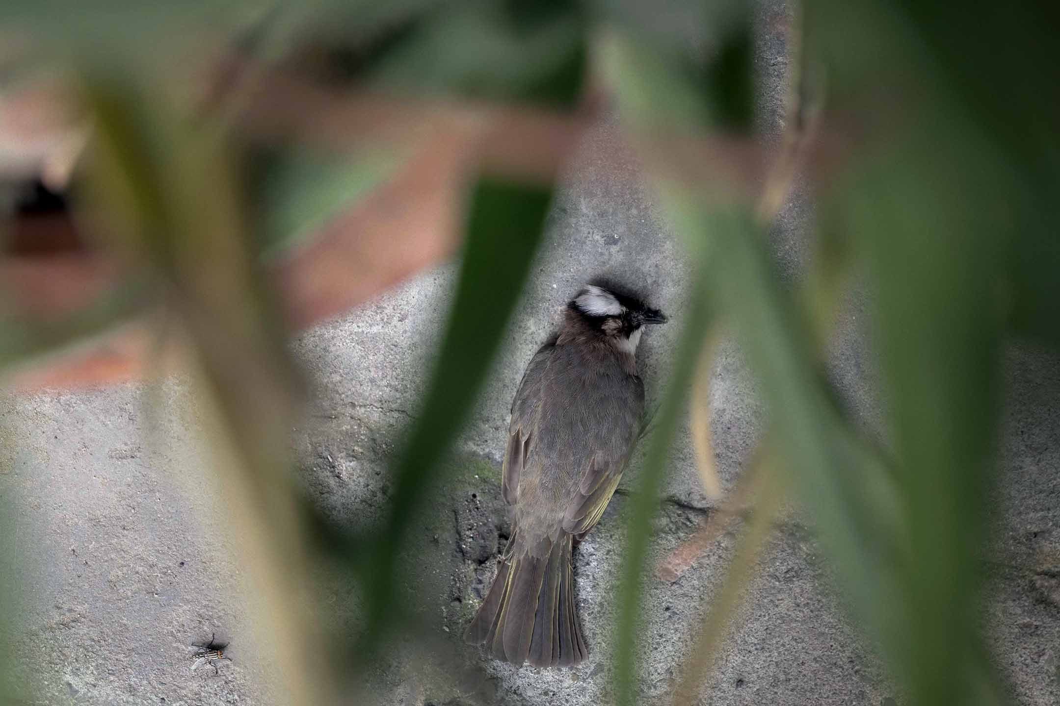2023年7月11日，板橋，鳥死在路上。攝：陳焯煇/端傳媒
