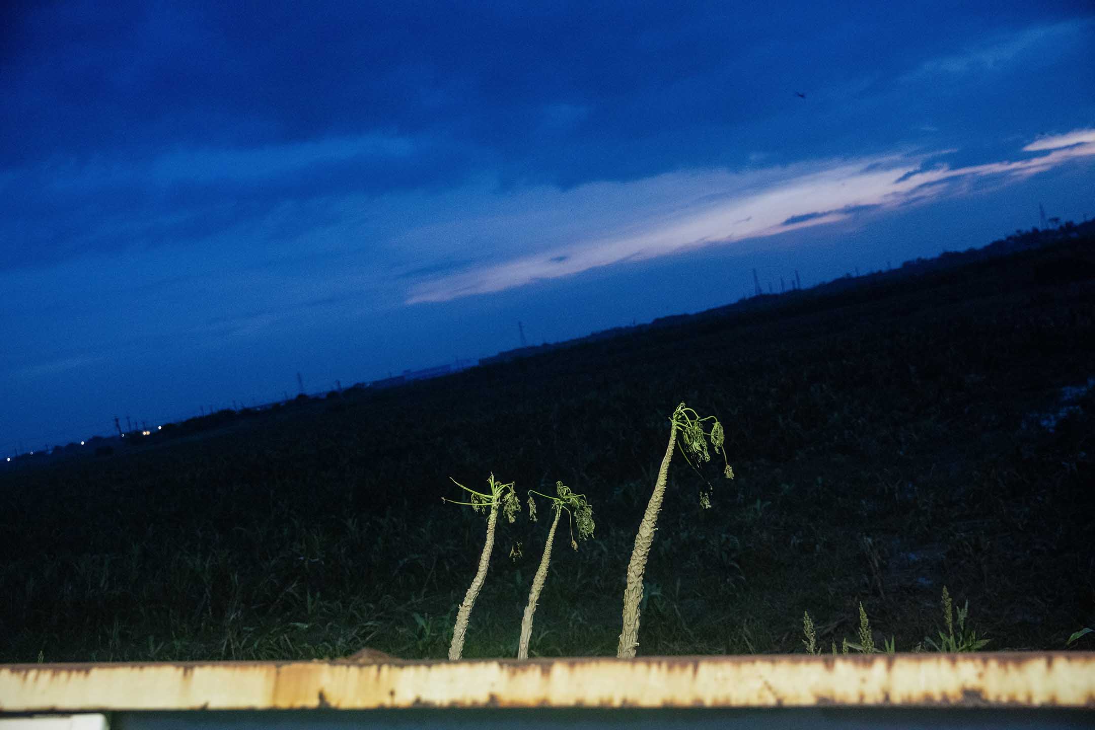 2024年7月28日,嘉义,风雨过后,公路旁幸存的植物。摄:陈焯煇/端传媒
