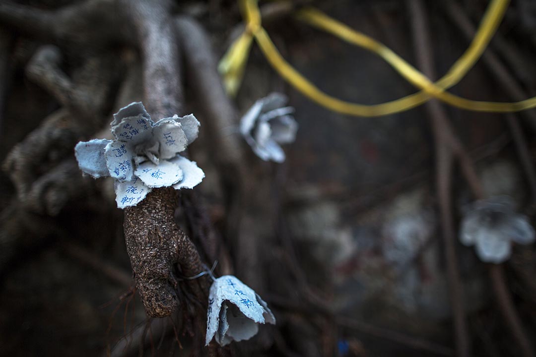 般咸道遭斬去的樹牆上，有市民在樹根掛上用紙摺成的花朵。攝 : 盧翊銘/端傳媒
