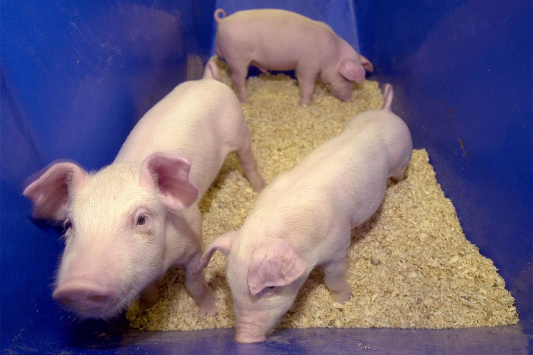 複製動物不是新鮮事。這是2002年在美國佐治亞大學,由ProLinia公司生產的克隆小豬。攝:Erik S. Lesser/Getty