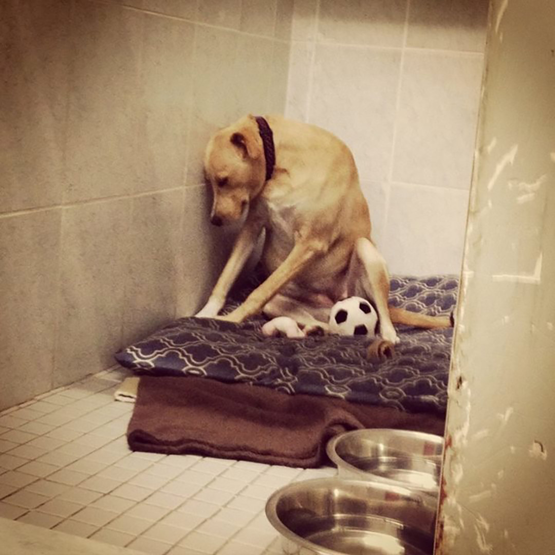 牠就是小狗Lana,“the saddest dog in the world”(世上最哀伤的狗)。图:Rescue Dogs Match Facebook图片